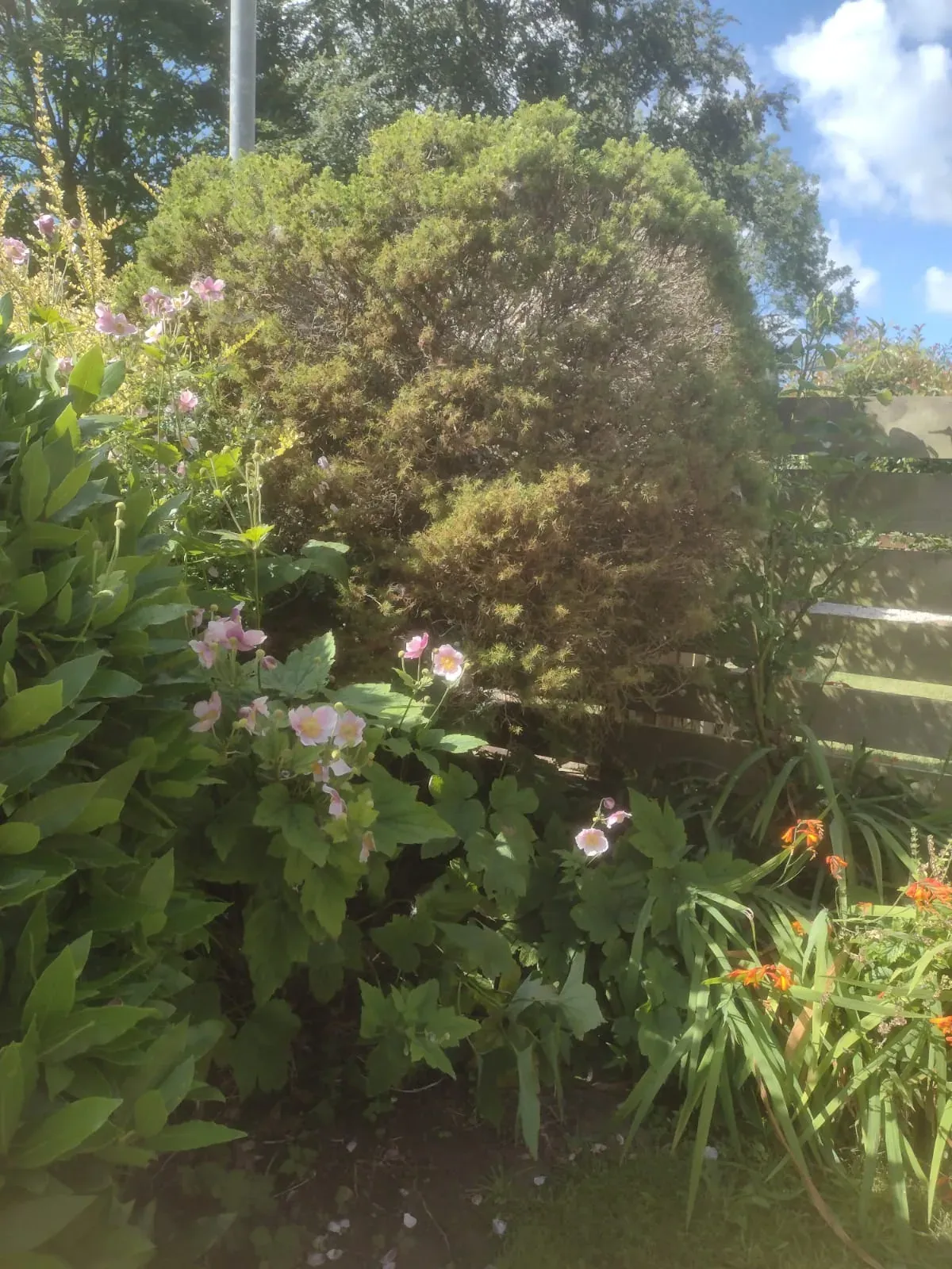 Small tree before removal in a planted garden border.